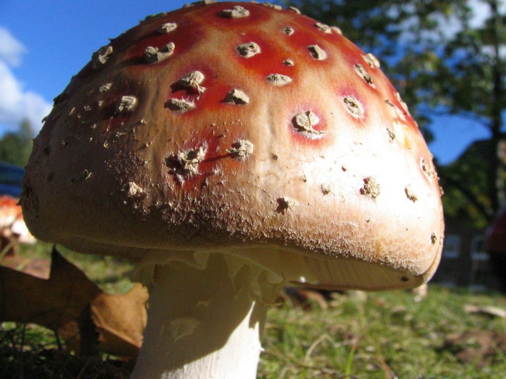 fly-agaric-245237_1280