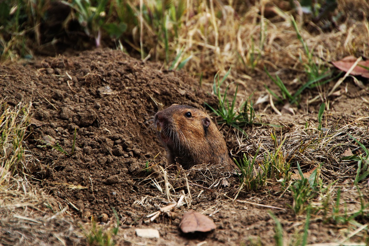 How to Get Rid of Garden Moles & Gophers