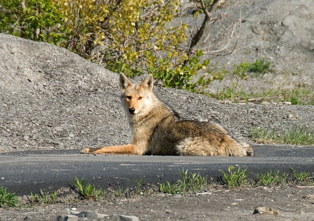 coyote-1819_640