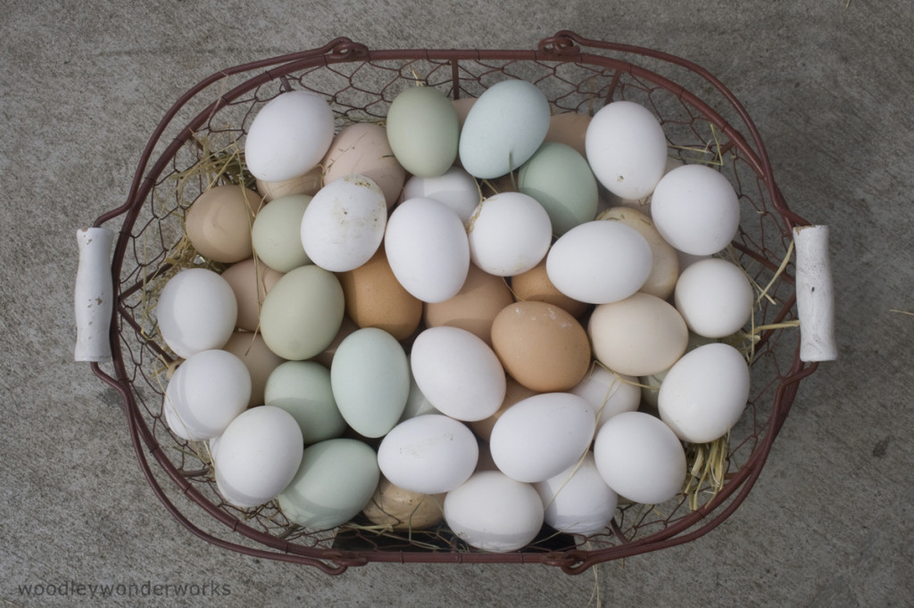 what-to-feed-chickens-to-lay-more-eggs